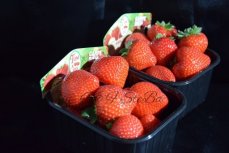 belgische  aardbeien