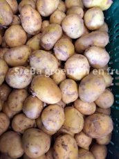 nieuwe kleine belgische aardappelen