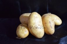 nieuwe witte belgische aardappelen 1 kg